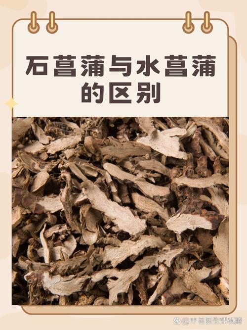石菖蒲和水菖蒲的区别？石菖蒲和水菖蒲的区别图片 中药材？-第1张图片-优品飞百科