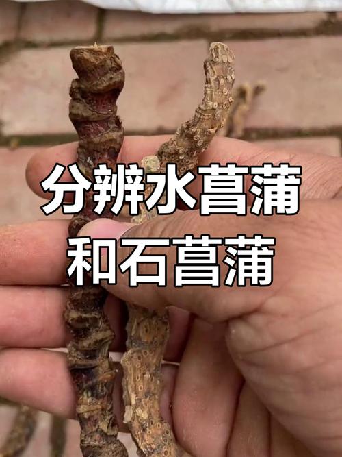 石菖蒲和水菖蒲的区别？石菖蒲和水菖蒲的区别图片 中药材？-第2张图片-优品飞百科