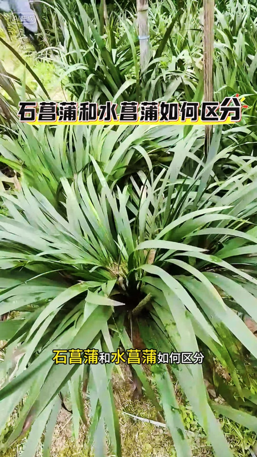 石菖蒲和水菖蒲的区别？石菖蒲和水菖蒲的区别图片 中药材？-第3张图片-优品飞百科