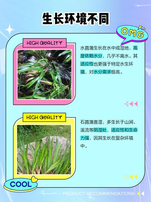 石菖蒲和水菖蒲的区别？石菖蒲和水菖蒲的区别图片 中药材？-第5张图片-优品飞百科