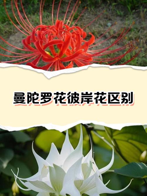 彼岸花是曼陀罗花吗，彼岸花和曼陀罗花有什么区别？彼岸花和曼陀罗的传说？-第2张图片-优品飞百科