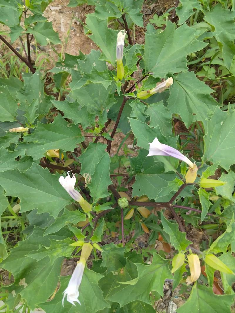 彼岸花是曼陀罗花吗，彼岸花和曼陀罗花有什么区别？彼岸花和曼陀罗的传说？-第3张图片-优品飞百科