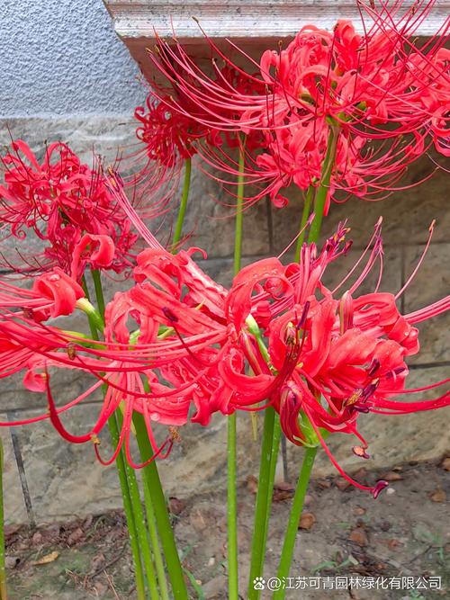 彼岸花是曼陀罗花吗，彼岸花和曼陀罗花有什么区别？彼岸花和曼陀罗的传说？-第5张图片-优品飞百科