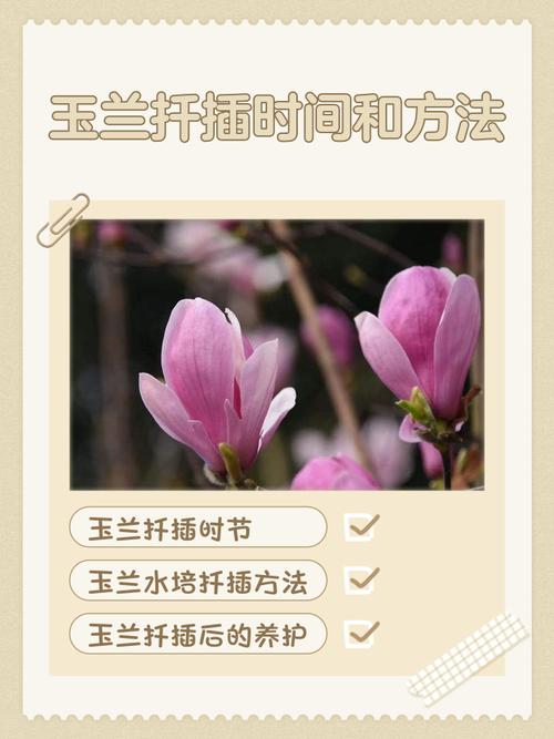 玉兰扦插方法，玉兰扦插技术视频-第1张图片-优品飞百科