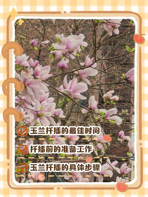 玉兰扦插方法，玉兰扦插技术视频-第3张图片-优品飞百科