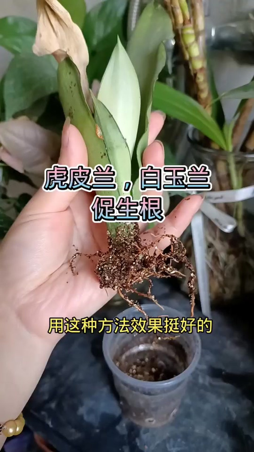 玉兰扦插方法，玉兰扦插技术视频-第4张图片-优品飞百科