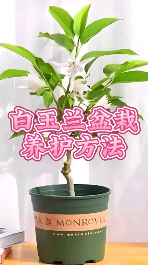 玉兰扦插方法，玉兰扦插技术视频-第5张图片-优品飞百科