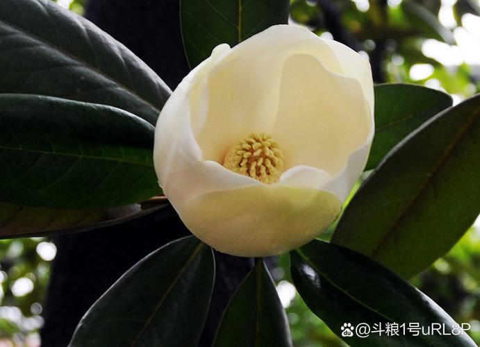 玉兰扦插方法，玉兰扦插技术视频-第6张图片-优品飞百科