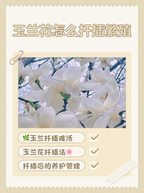 玉兰扦插方法，玉兰扦插技术视频-第7张图片-优品飞百科