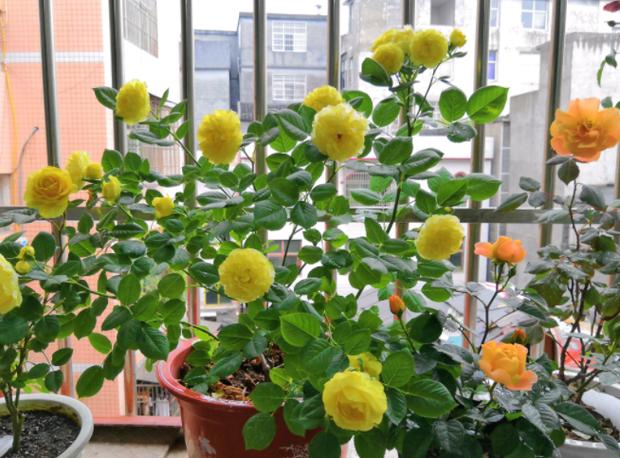 玫瑰花喜阴还是喜阳，玫瑰花喜阴还是喜阳 怎么养护-第2张图片-优品飞百科