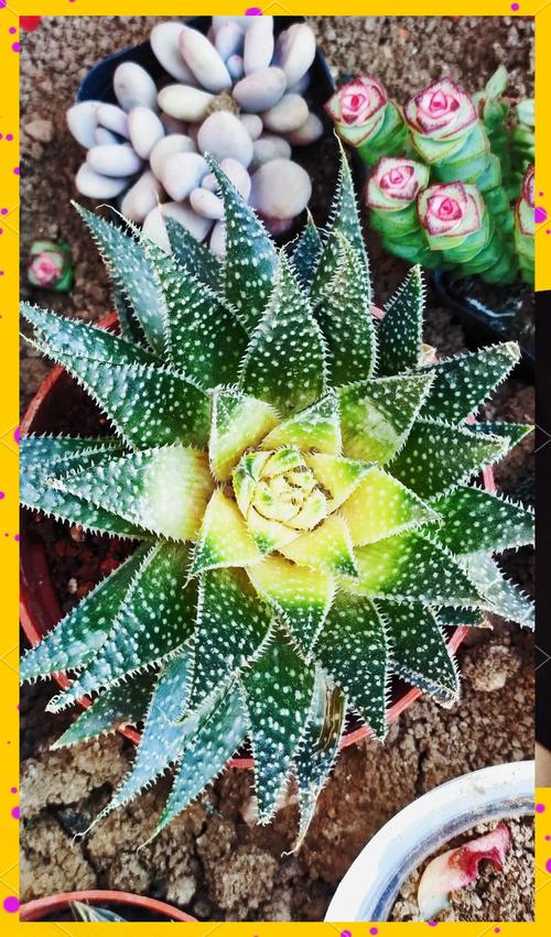 芦荟有毒吗？斑马芦荟有毒吗？-第2张图片-优品飞百科