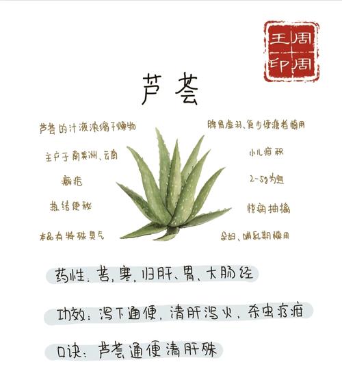 芦荟有毒吗？斑马芦荟有毒吗？-第3张图片-优品飞百科