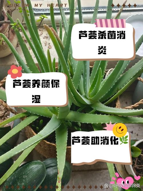 芦荟有毒吗？斑马芦荟有毒吗？-第5张图片-优品飞百科