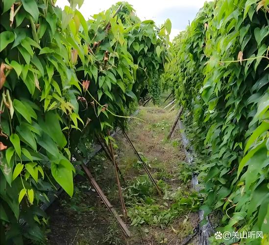 山药什么季节有，山药在哪个季节好？-第3张图片-优品飞百科