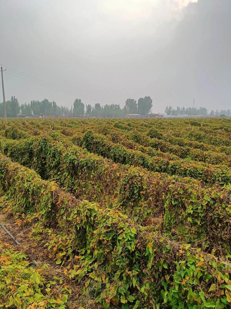 山药什么季节有，山药在哪个季节好？-第6张图片-优品飞百科