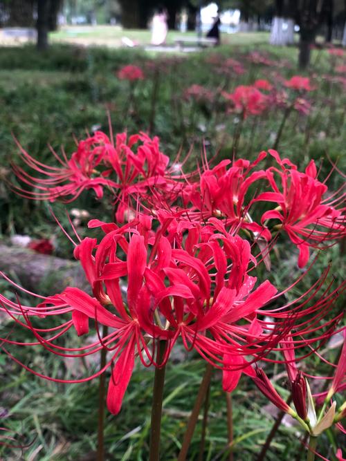 彼岸花可以扦插吗，彼岸花可以扦插吗图片？-第1张图片-优品飞百科