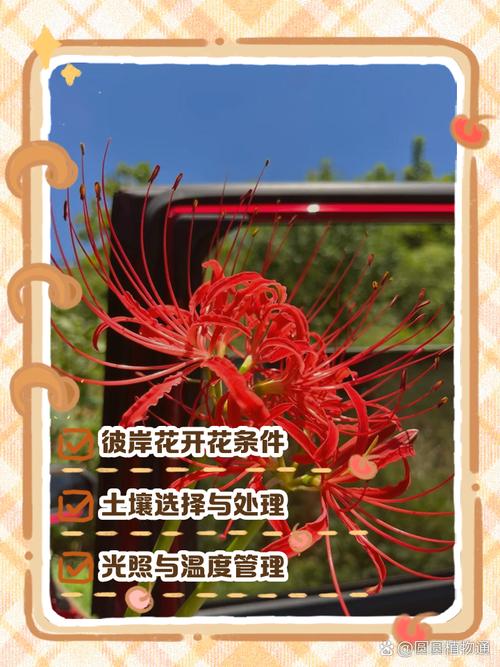 彼岸花可以扦插吗，彼岸花可以扦插吗图片？-第2张图片-优品飞百科