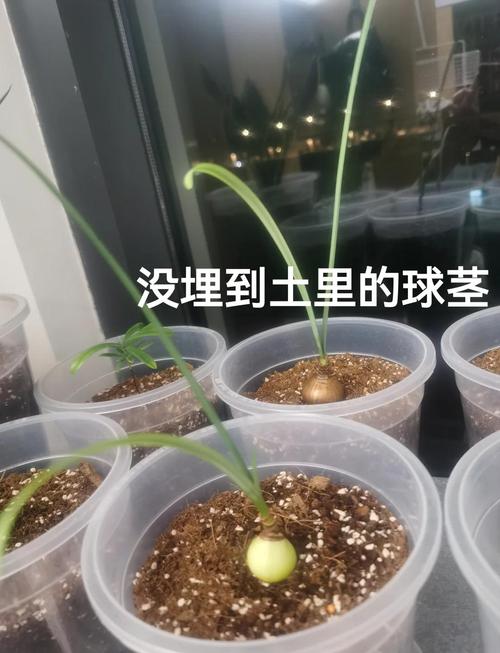 彼岸花可以扦插吗，彼岸花可以扦插吗图片？-第3张图片-优品飞百科