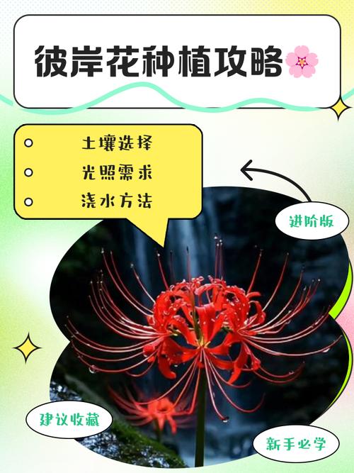 彼岸花可以扦插吗，彼岸花可以扦插吗图片？-第4张图片-优品飞百科