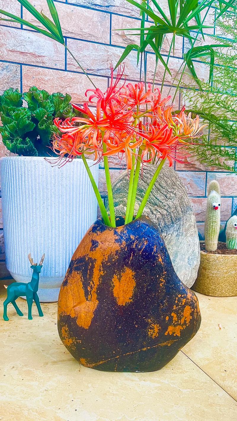 彼岸花可以扦插吗，彼岸花可以扦插吗图片？-第5张图片-优品飞百科