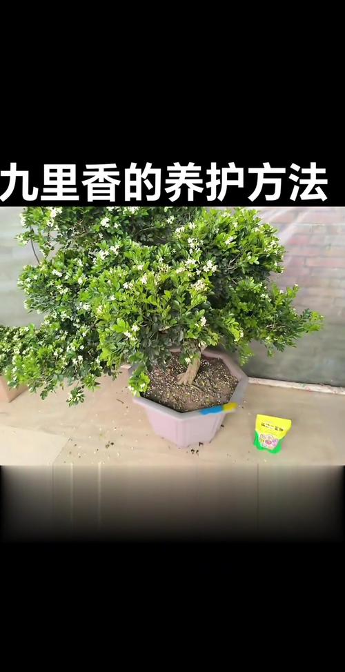 九里香春天怎么养？九里香春天几月份换盆土好？-第4张图片-优品飞百科