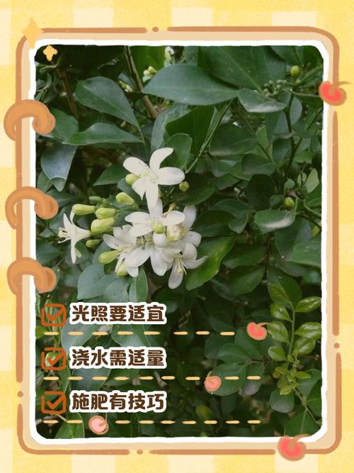 九里香春天怎么养？九里香春天几月份换盆土好？-第5张图片-优品飞百科