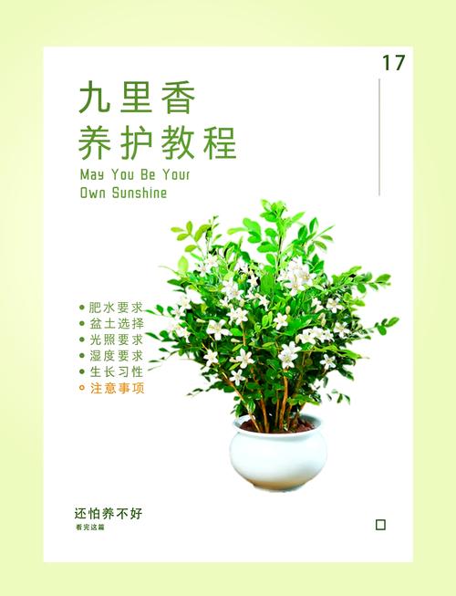 九里香春天怎么养？九里香春天几月份换盆土好？-第6张图片-优品飞百科