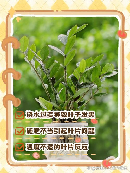 金钱树叶子发黑是怎么回事，金钱树叶子边缘变黑，金钱树叶子黑斑怎么办？-第1张图片-优品飞百科