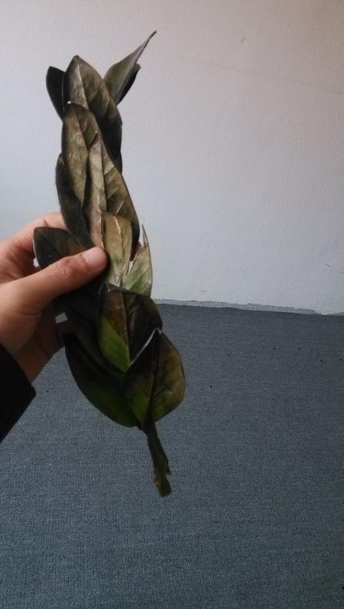 金钱树叶子发黑是怎么回事，金钱树叶子边缘变黑，金钱树叶子黑斑怎么办？-第2张图片-优品飞百科