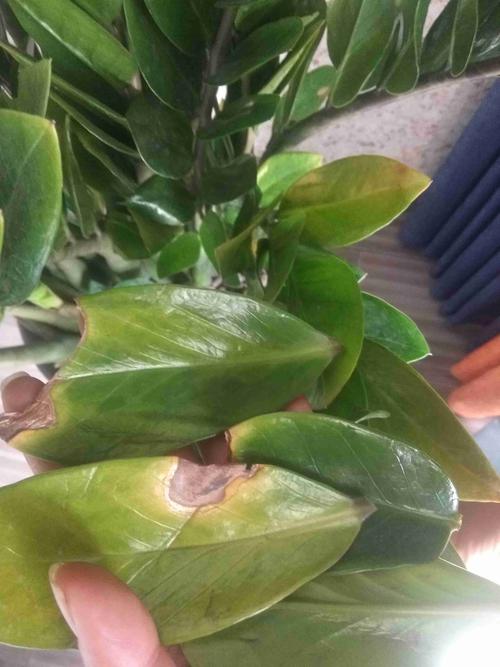 金钱树叶子发黑是怎么回事，金钱树叶子边缘变黑，金钱树叶子黑斑怎么办？-第3张图片-优品飞百科
