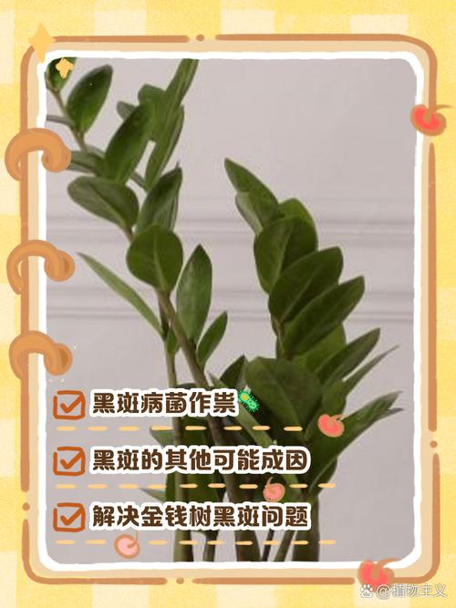 金钱树叶子发黑是怎么回事，金钱树叶子边缘变黑，金钱树叶子黑斑怎么办？-第4张图片-优品飞百科