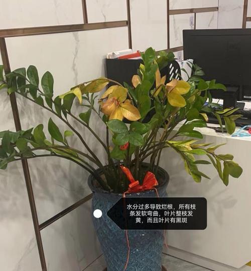 金钱树叶子发黑是怎么回事，金钱树叶子边缘变黑，金钱树叶子黑斑怎么办？-第6张图片-优品飞百科