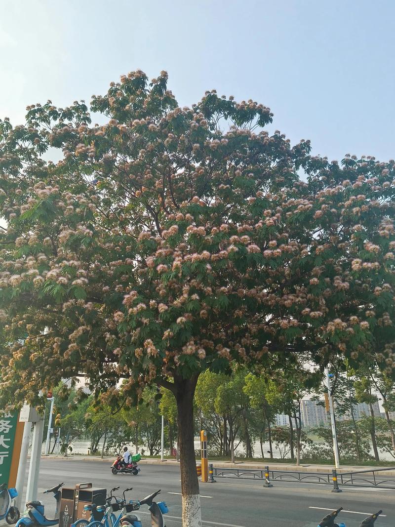 合欢树掉叶子怎么办，合欢树掉叶子怎么办呢？-第1张图片-优品飞百科