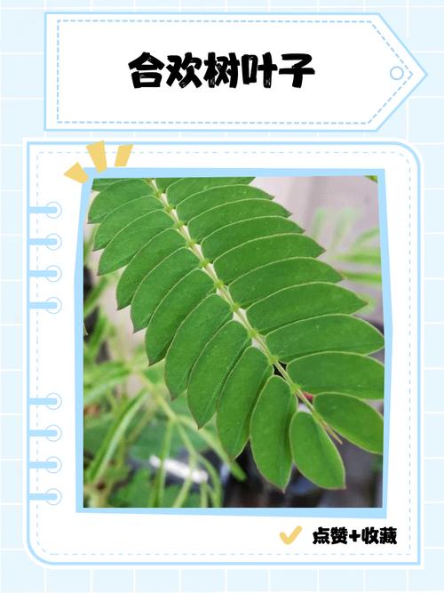 合欢树掉叶子怎么办，合欢树掉叶子怎么办呢？-第2张图片-优品飞百科