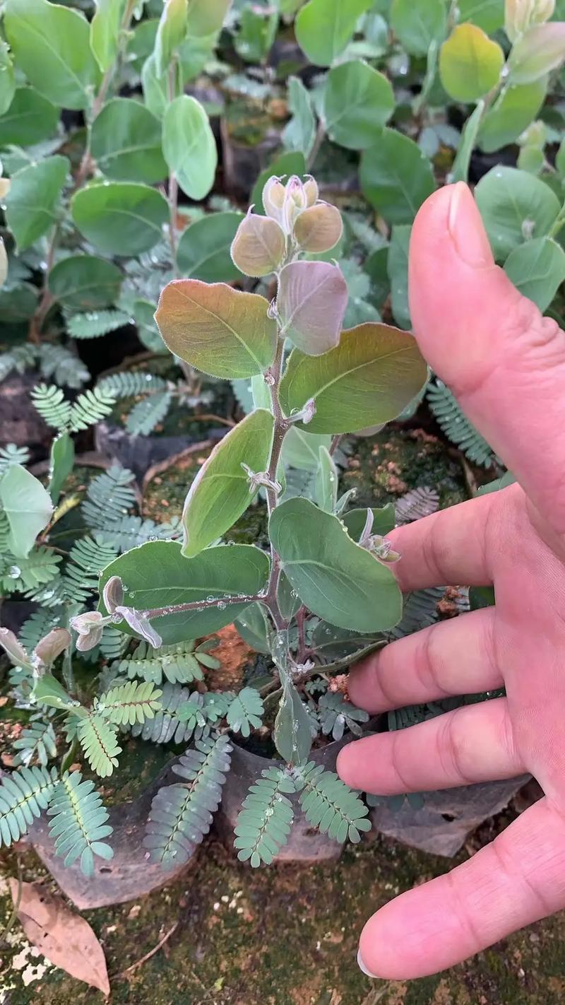 合欢树掉叶子怎么办，合欢树掉叶子怎么办呢？-第3张图片-优品飞百科