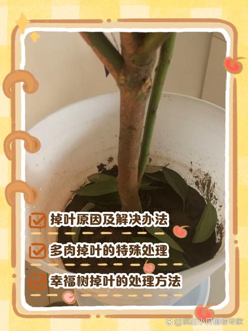 合欢树掉叶子怎么办，合欢树掉叶子怎么办呢？-第4张图片-优品飞百科