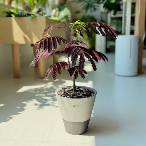 合欢树掉叶子怎么办，合欢树掉叶子怎么办呢？-第5张图片-优品飞百科