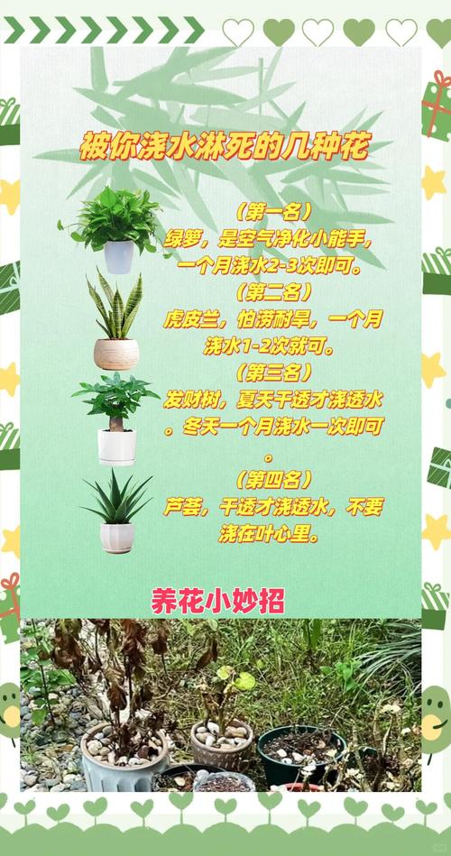 花卉的施肥原则，80种常见花卉施肥攻略？-第5张图片-优品飞百科