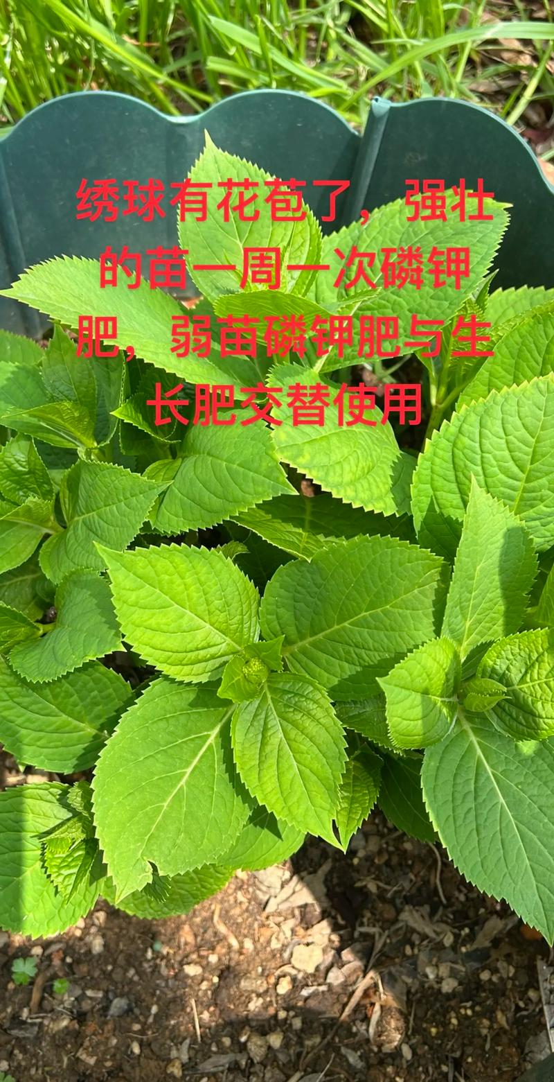 花卉的施肥原则，80种常见花卉施肥攻略？-第7张图片-优品飞百科
