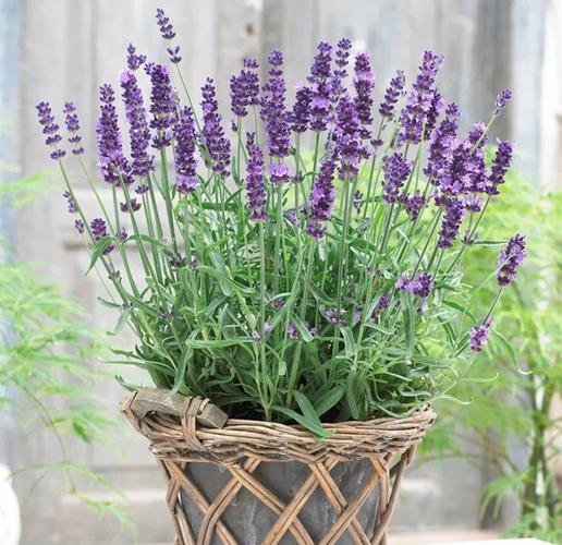 最适合放卧室的十种花？镇宅挡煞的最厉害的花？-第2张图片-优品飞百科