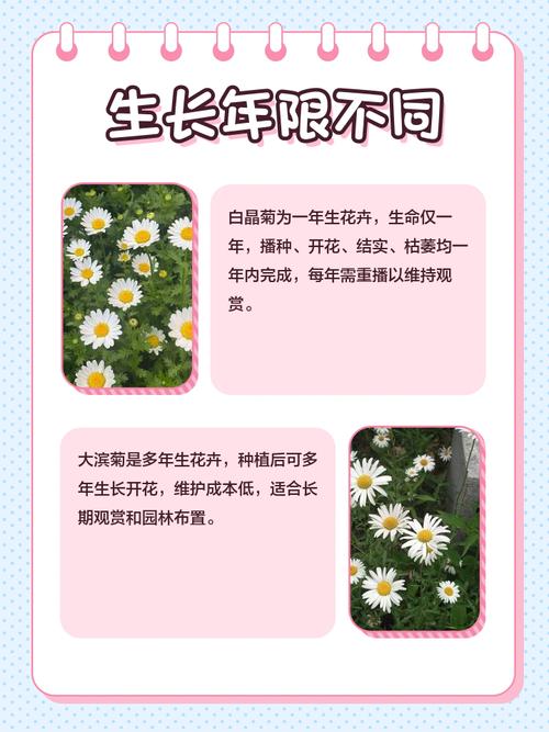 白晶菊和纽扣菊的区别？白晶菊和纽扣菊的区别图片？-第1张图片-优品飞百科