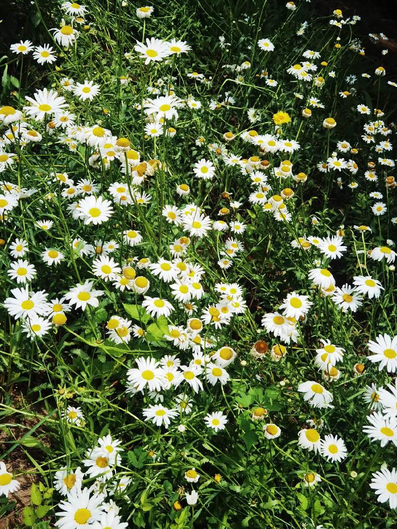 白晶菊和纽扣菊的区别？白晶菊和纽扣菊的区别图片？-第2张图片-优品飞百科