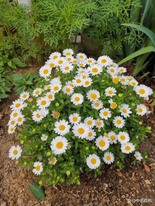 白晶菊和纽扣菊的区别？白晶菊和纽扣菊的区别图片？-第3张图片-优品飞百科