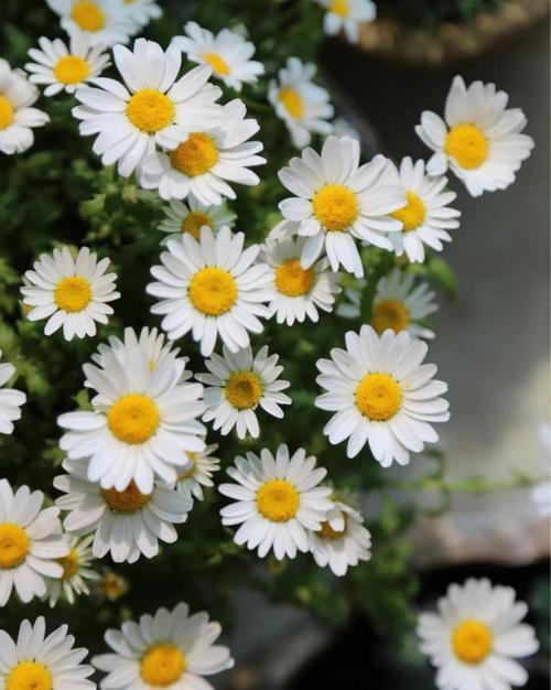 白晶菊和纽扣菊的区别？白晶菊和纽扣菊的区别图片？-第4张图片-优品飞百科