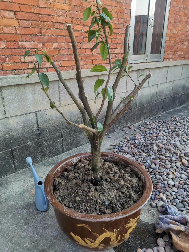 橘子树苗种植方法，橘子树苗如何种植？-第3张图片-优品飞百科