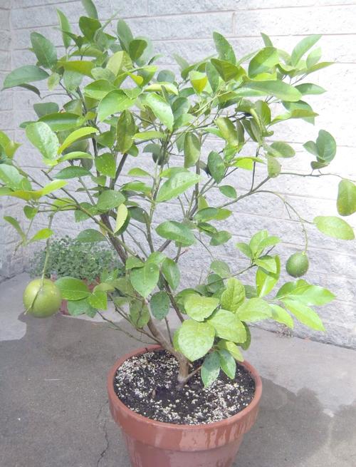 橘子树苗种植方法，橘子树苗如何种植？-第4张图片-优品飞百科