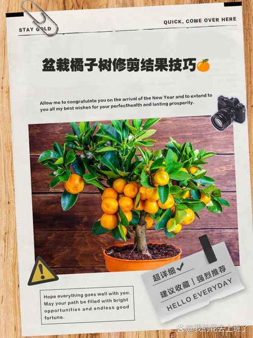 橘子树苗种植方法，橘子树苗如何种植？-第5张图片-优品飞百科