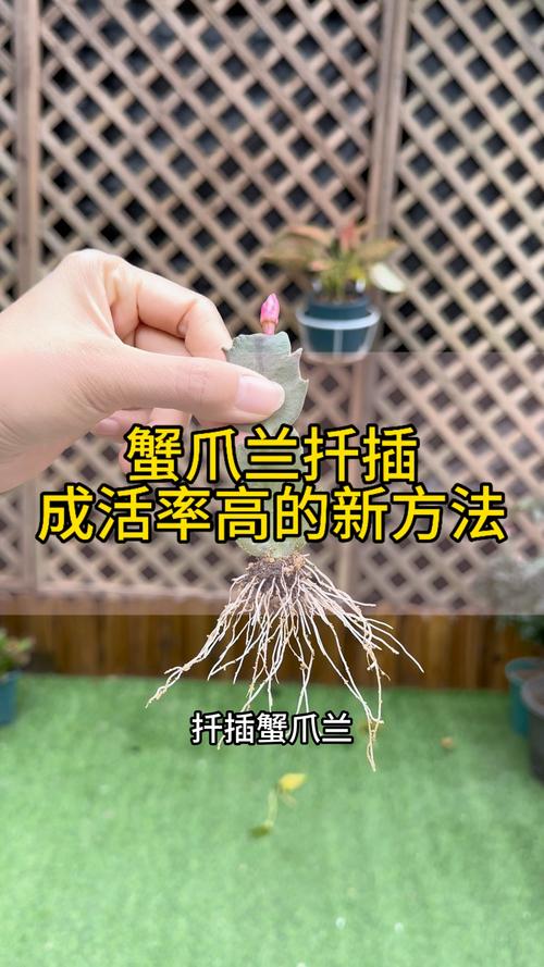 蟹脚兰怎么插，蟹脚兰怎么浇水-第1张图片-优品飞百科