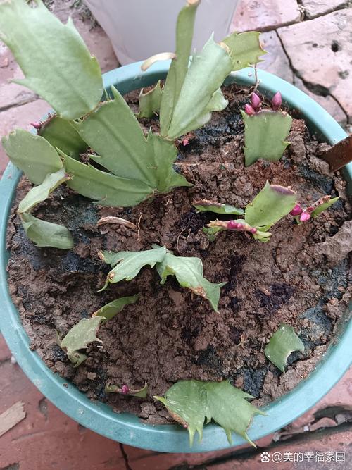 蟹脚兰怎么插，蟹脚兰怎么浇水-第2张图片-优品飞百科