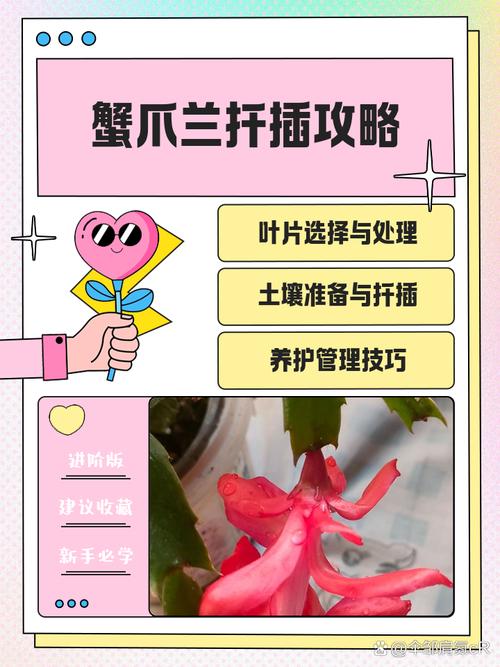 蟹脚兰怎么插，蟹脚兰怎么浇水-第3张图片-优品飞百科